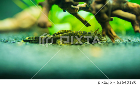 Bushymouth catfish freshwater aquarium fish 63640130