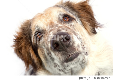 dog muzzle close-up isolated 63640297
