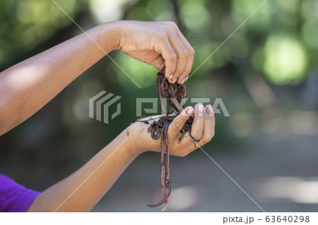 Child hands holding Fertile soil 63640298
