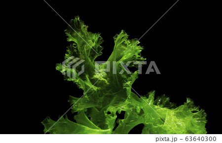 green algae isolated on black background 63640300