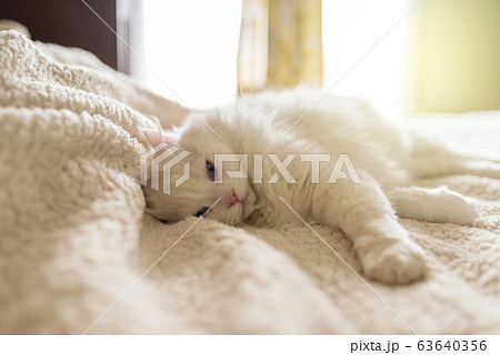White cat is lying on the rug. 63640356