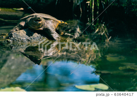 甲羅干しのスッポン 63640417