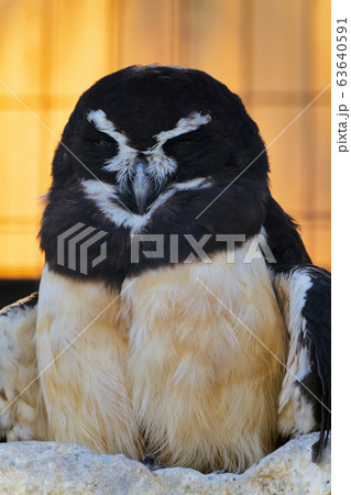 メガネフクロウ 63640591