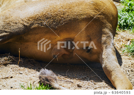 雄ライオンの生殖器 63640593