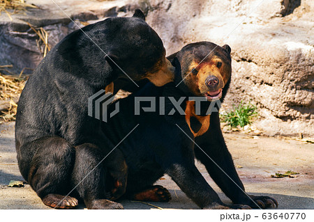 マレーグマの交尾の写真素材