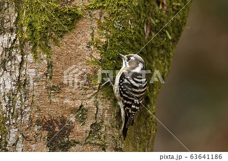 コゲラ 63641186