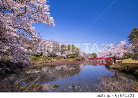 岩槻公園の桜 岩槻公園の桜 63641201
