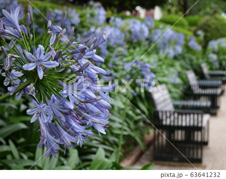 アガパンサス咲く初夏の公園 アガパンサス咲く初夏の公園 63641232
