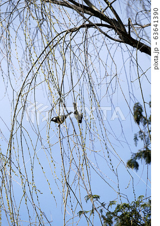 写真鳥写真 春の兆しに喜ぶシジュウカラのペア 写真鳥写真 春の兆しに喜ぶシジュウカラのペア 63641390