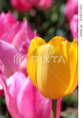 黄色のチューリップ　春の訪れ（高知県　香南市）	 63641491