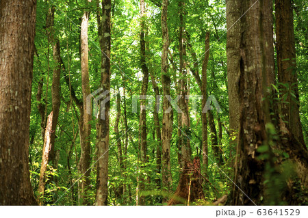 フィリピン　ブナの森 63641529
