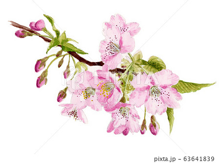 水彩で描いた河津桜の枝のイラスト素材