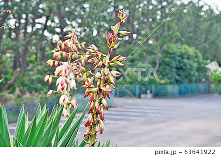 アツバキミガヨランの花 63641922