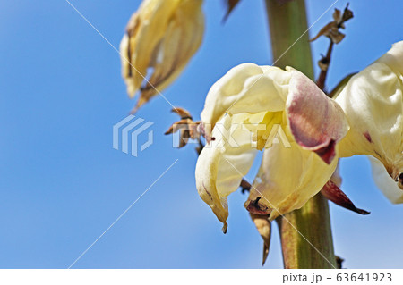 アツバキミガヨランの花 63641923