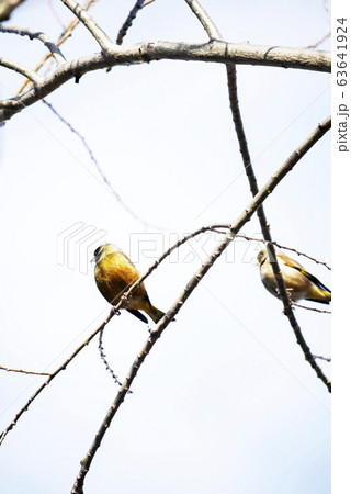 鳥写真植物 春を喜ぶカワラヒワのつがい 黄色い鳥カワラヒワの写真素材