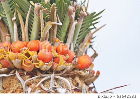 ソテツの実 Fodexpo Com Co