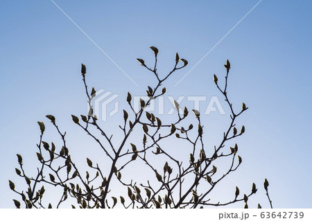 自然 風景 空 63642739