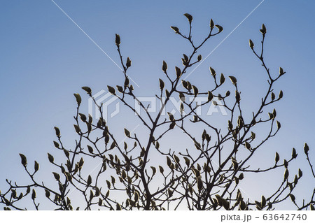 自然 風景 空 63642740