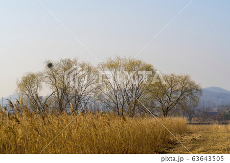 自然 風景 韓国 63643505