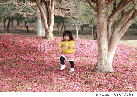 山茶花の絨毯 山茶花の絨毯 63643568
