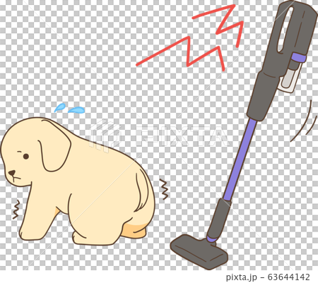 ゴールデンレトリバーの子犬(掃除機を怖がる) ゴールデンレトリバーの子犬(掃除機を怖がる) 63644142