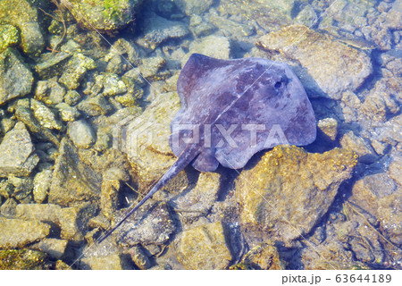 アカエイ　回遊 63644189