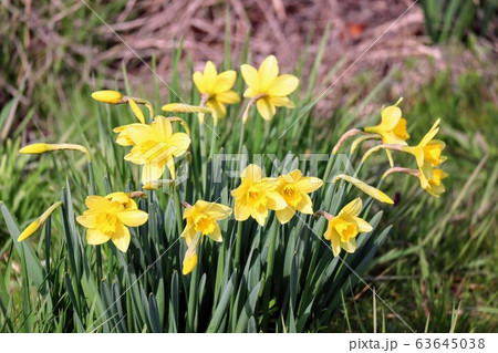 日本の公園の水仙の花 日本の公園の水仙の花 63645038