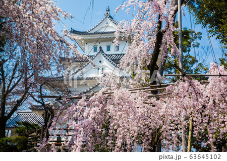 岐阜県 大垣城としだれ桜 岐阜県 大垣城としだれ桜 63645102