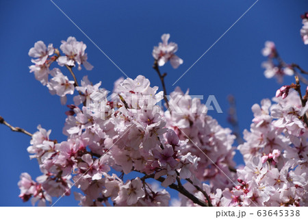 桜 桜 63645338