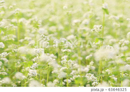 そば畑の満開の蕎麦の花 そば畑の満開の蕎麦の花 63646325