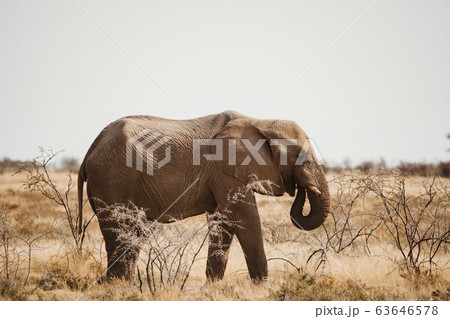 elephant walking in in the African desert 63646578