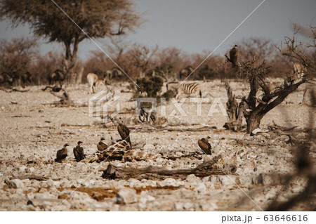 vultures feeding on dead giraffe in Etosha National Park Namibia 63646616
