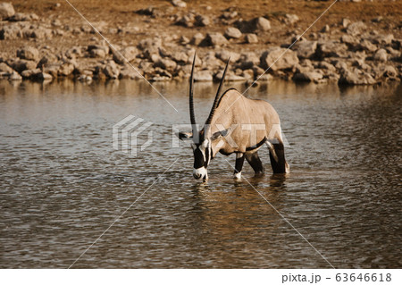 Africa national park with oryx drinking from waterhole Africa national park with oryx drinking from waterhole 63646618