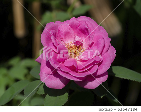 Pink of Damask Rose flower Pink of Damask Rose flower 63647184