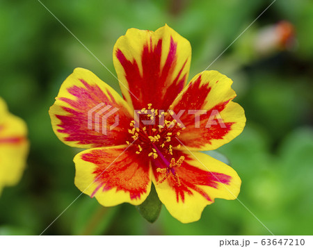 Red and yellow Portulaca flower. 63647210