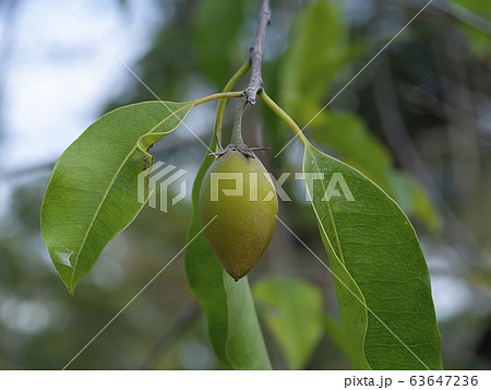 Close up Spanish Cherry plant Close up Spanish Cherry plant 63647236