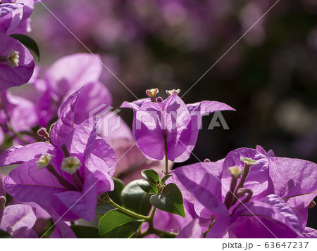 Close up of Bougainvillea.flower. Close up of Bougainvillea.flower. 63647237