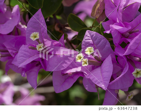 Close up of Bougainvillea.flower. 63647238