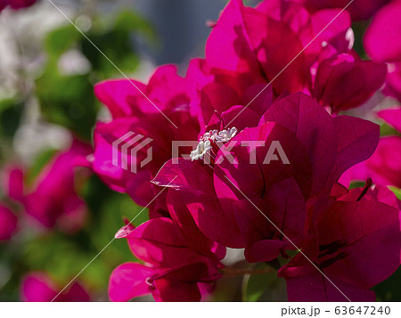 Close up of Bougainvillea.flower. Close up of Bougainvillea.flower. 63647240