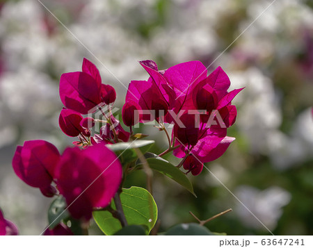 Close up of Bougainvillea.flower. Close up of Bougainvillea.flower. 63647241