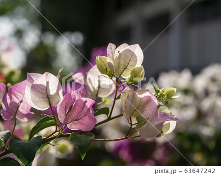 Close up of Bougainvillea.flower. 63647242