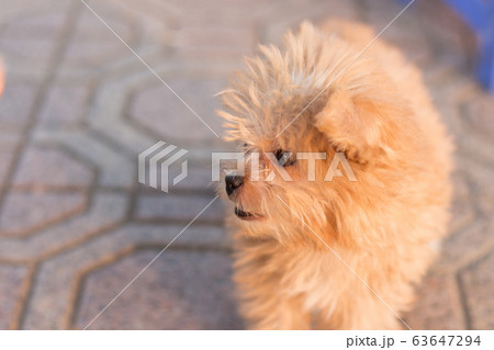 A Hapy Teacup Poodle Smiling While Standing On The Street 63647294