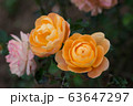 A Couple Of Yellow Roses In The Middle Of A Pink Rose Garden 63647297