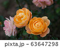 A Couple Of Yellow Roses In The Middle Of A Pink Rose Garden 63647298
