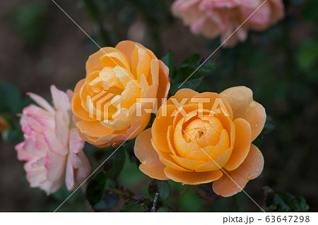 A Couple Of Yellow Roses In The Middle Of A Pink Rose Garden A Couple Of Yellow Roses In The Middle Of A Pink Rose Garden 63647298