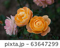 A Couple Of Yellow Roses In The Middle Of A Pink Rose Garden 63647299