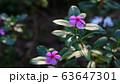 Periwinke Flowers In The Garden 63647301