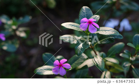 Periwinke Flowers In The Garden Periwinke Flowers In The Garden 63647301