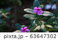 Periwinke Flowers In The Garden 63647302