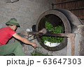 Tea Farmer In The Process Of Making Tea 63647303